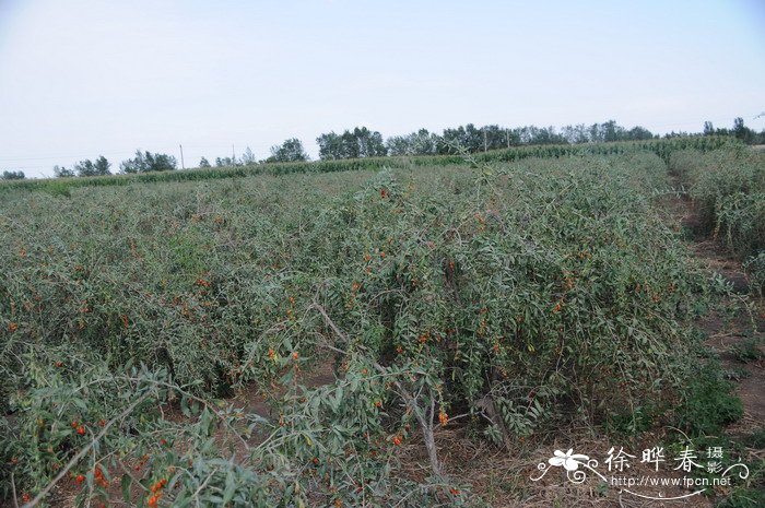 高花盆适合养什么植物