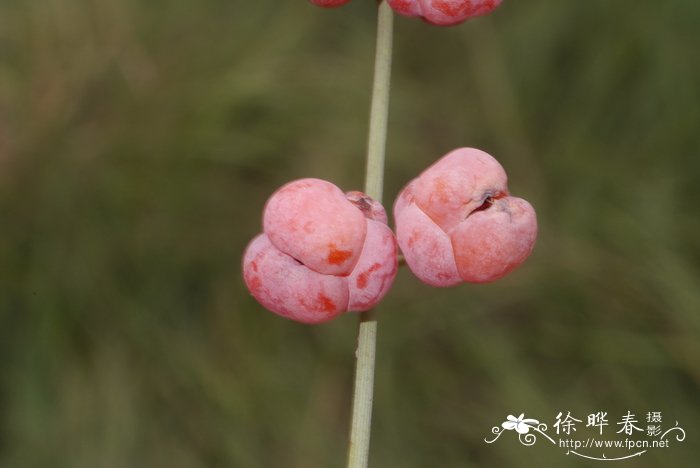 苦荞图片