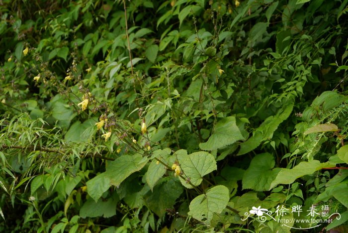 四季金银花种植技术