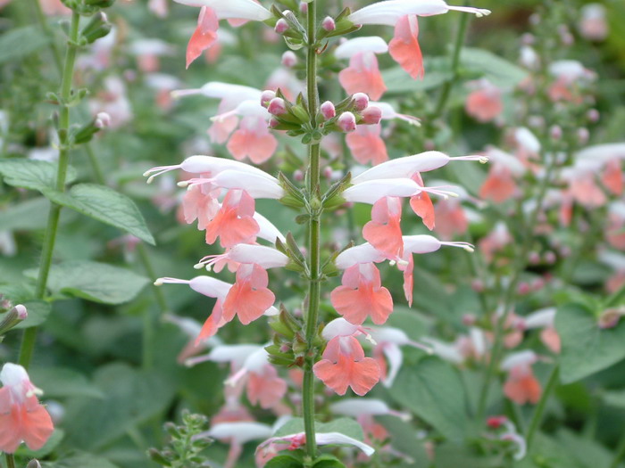 长沙桂花苗