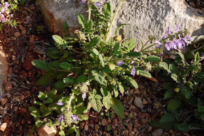 丁香花语