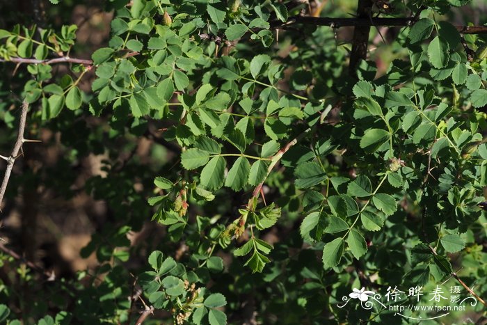 山茶花种植