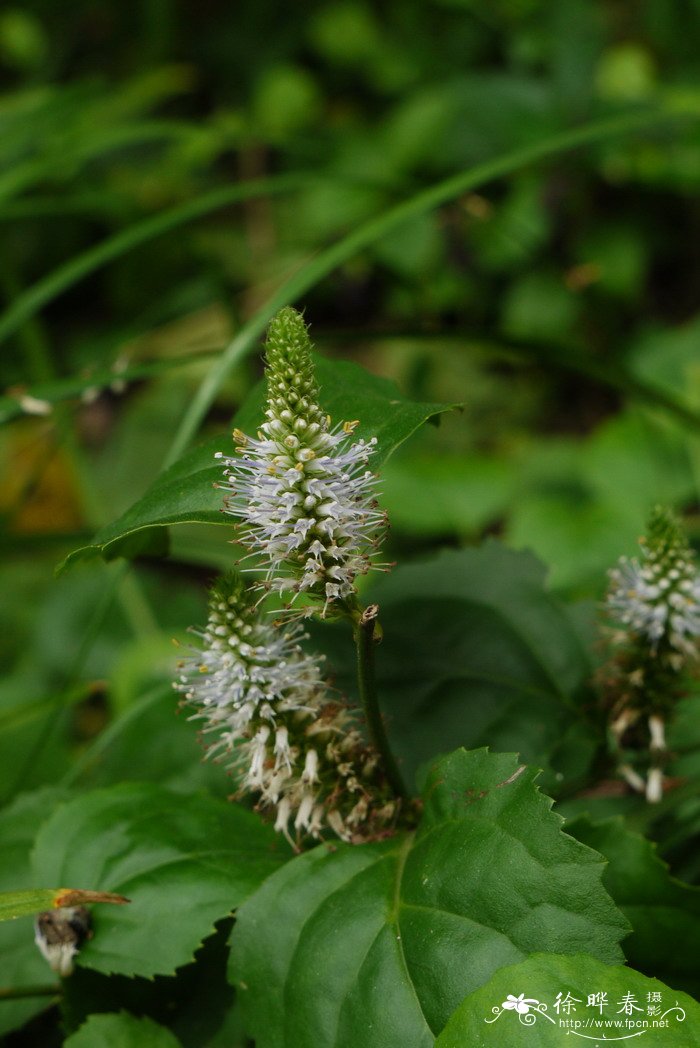 茉莉的花语