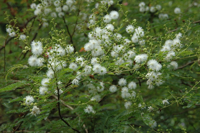 白玉兰花期