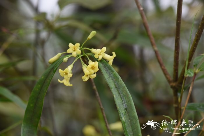 茉莉的花语