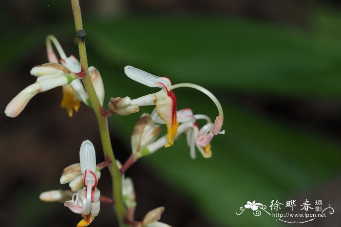 硫华菊