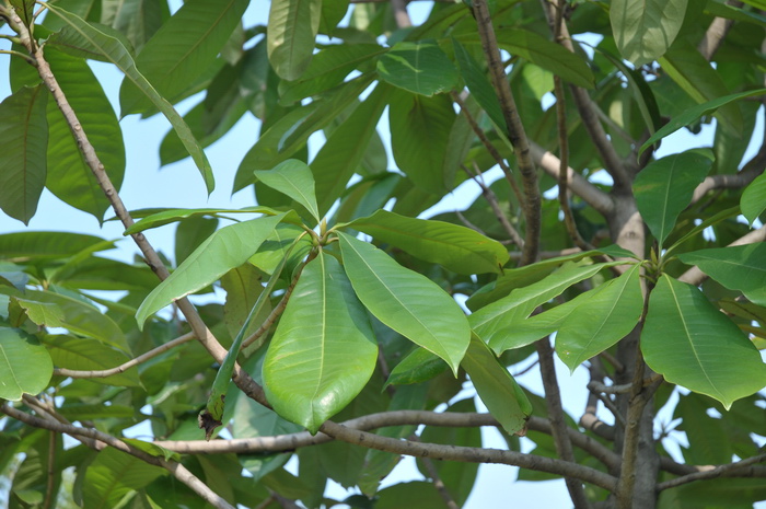 适合办公室养的花和植物