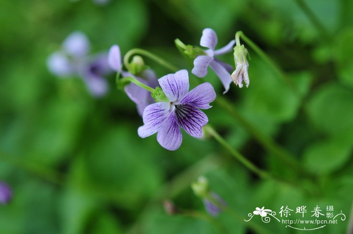 害虫防治