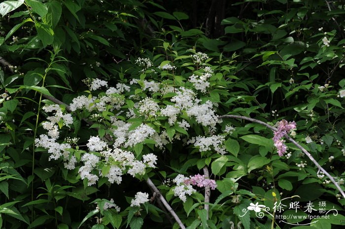 花镜植物