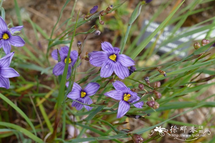 桂花几月开