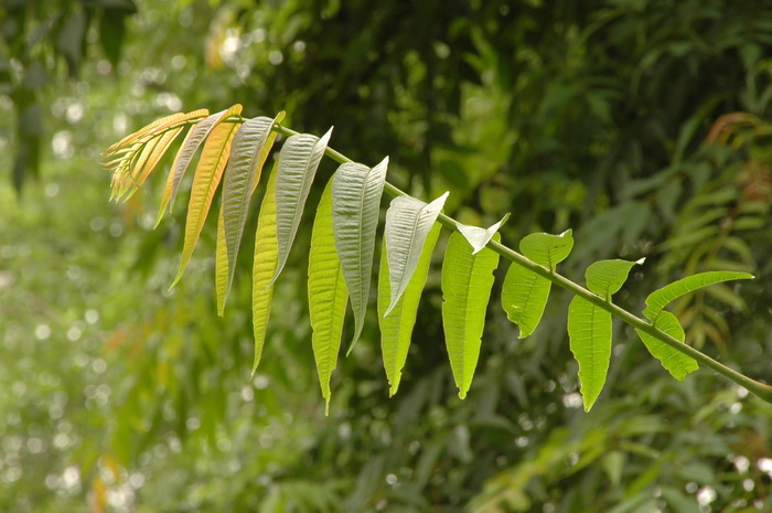 樱桃树种植