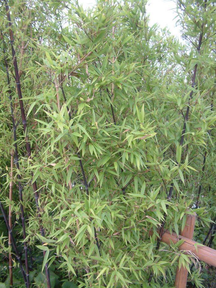 塑料花盆塑料花盆