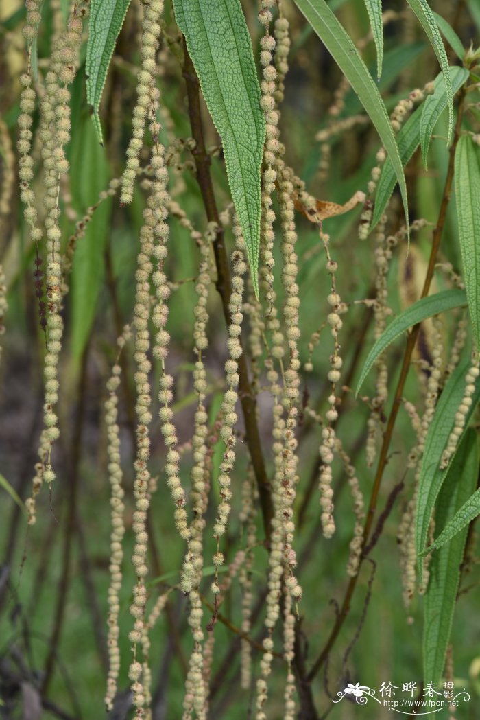 植物嫁接