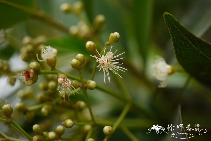 植脂奶油