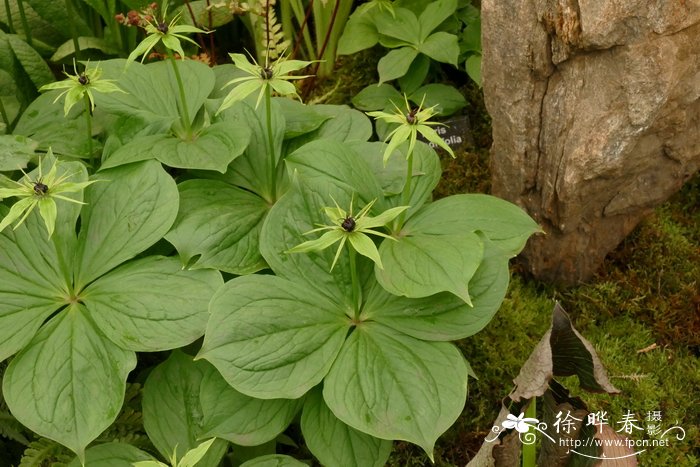 金银花茶泡水喝的功效与作用