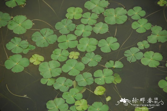 龙游梅花图片欣赏