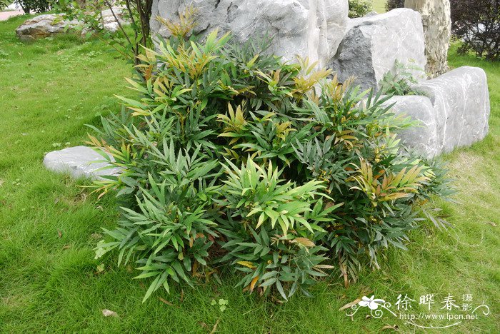 枸杞子种植技术