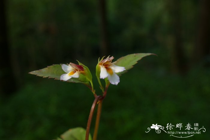 花叶玉蝉花