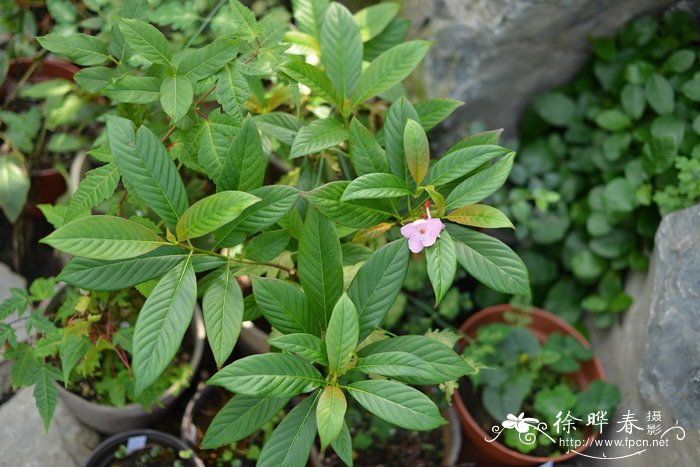 水仙花种植