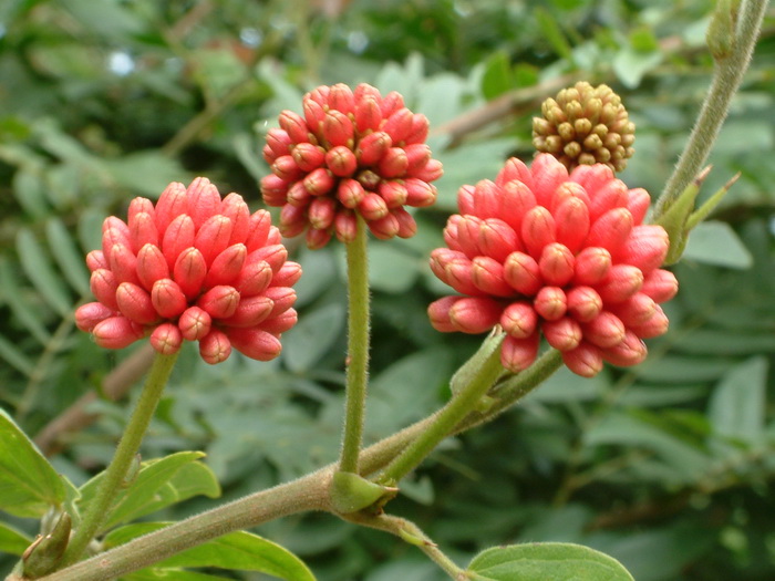 山茶花的寓意和象征