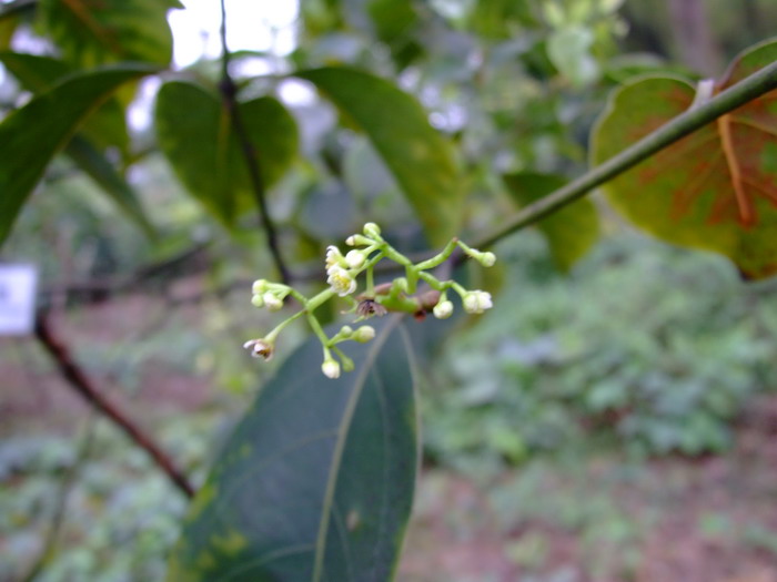 野蔷薇花语