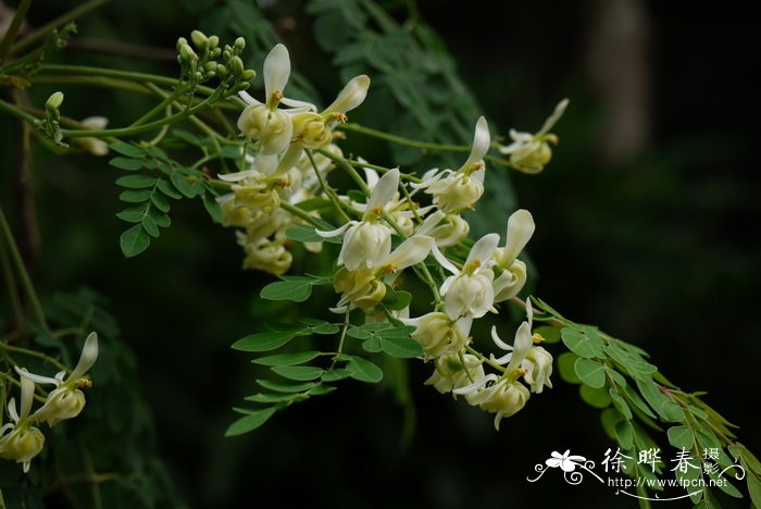 自制塑料花盆