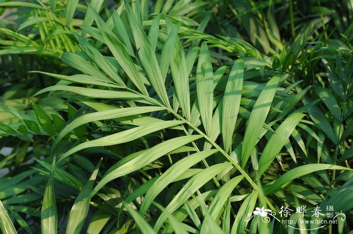 菠萝种植方法