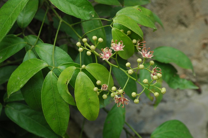 杜鹃花的花语