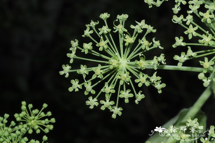 木棉花期