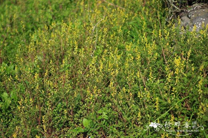 适合办公室养的花和植物