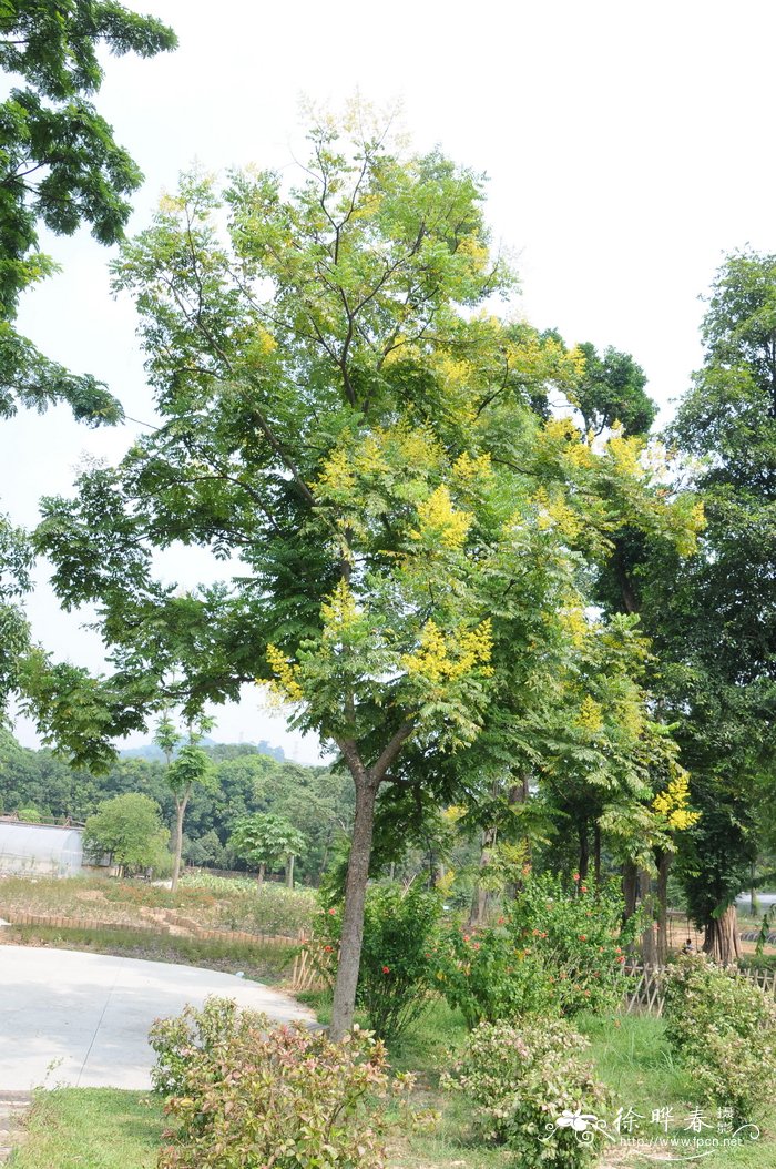 鲜花如何保鲜更长时间