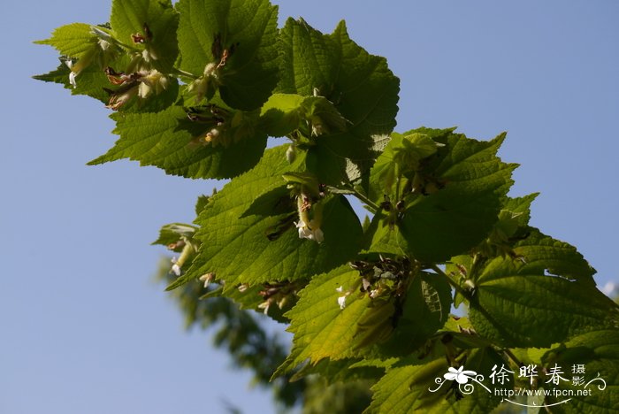 漂亮的花图片大全