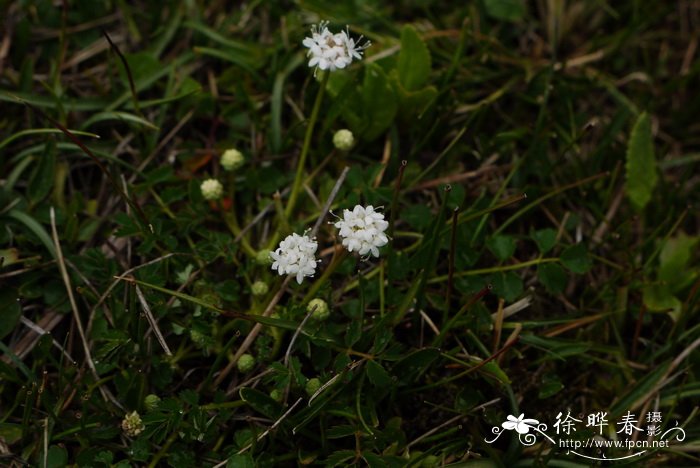 茶树菇种植