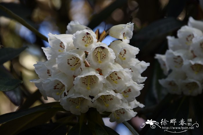 荷花是哪个季节开的