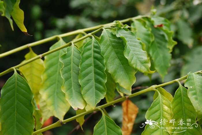 荆芥种子