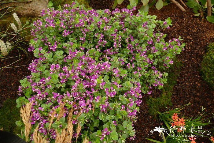 玫瑰花的种植方法及养护