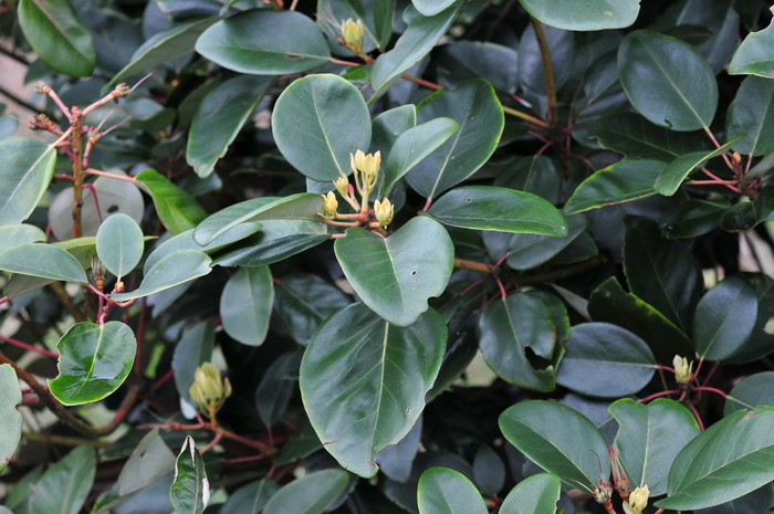 莲花种子怎么种植方法