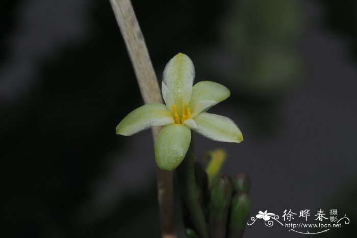 七里香花语