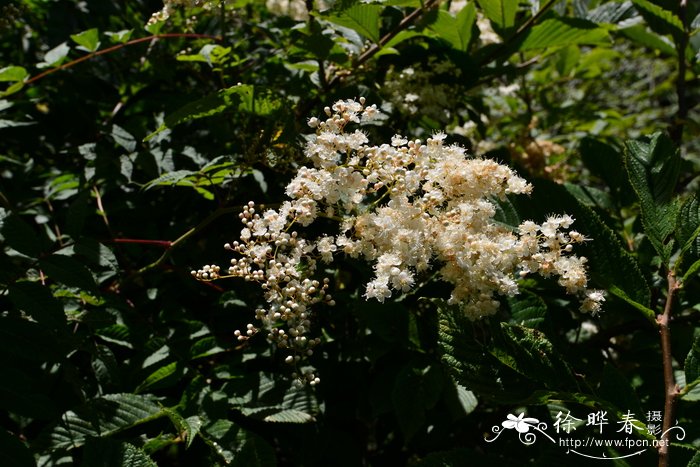 蒲公英茶可以天天喝吗