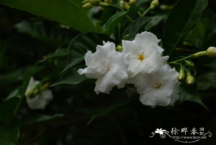 福建山樱花