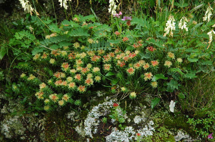 桅子花