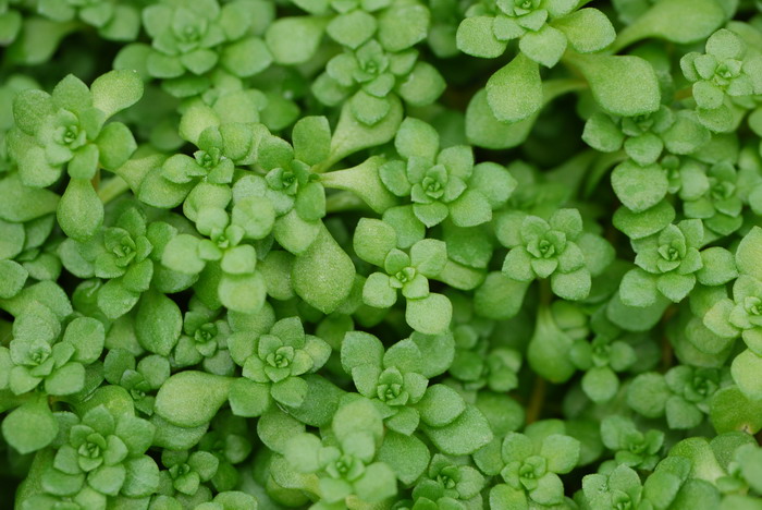 枸杞子种植技术