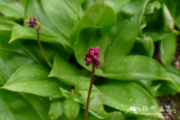 兰花上盆后多久浇水