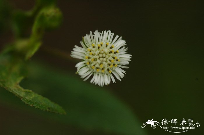 兰花寓意代表什么意思