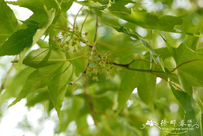 紫藤花什么时候开花