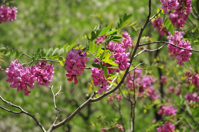 赛菊芋