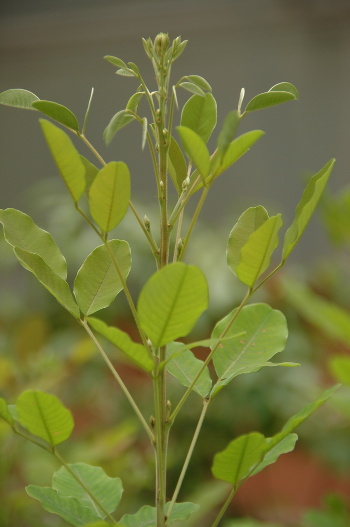 蔬菜大棚种植技术