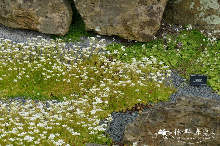 金线莲怎么种植比较好