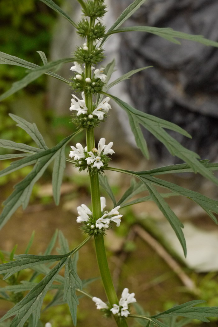 如何养多肉植物