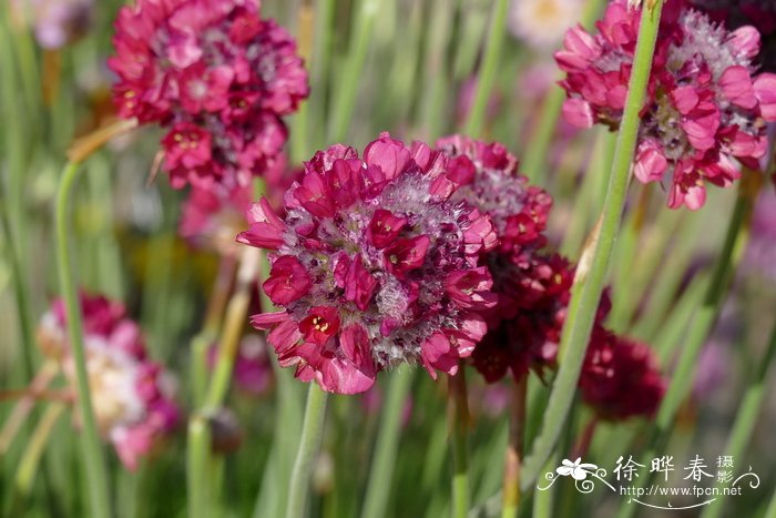 郑州鲜花预定